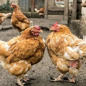 10 Razlogov, zakaj se piščanci medsebojno lotijo ​​in kako rešiti težavo?