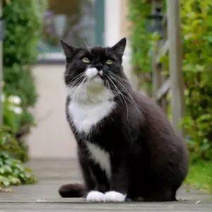 Katere pasme mačk so črno -bele, kako je ime takšnih mačk?
