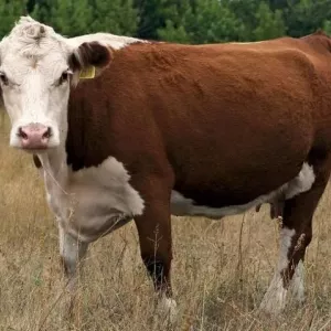 Kazahstana bela pasma krav