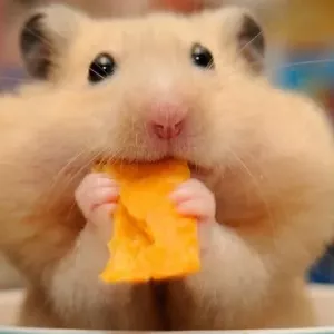 Hamster lacheks: zakaj hrček napolni z usta in vlogo varovalnih vrečk